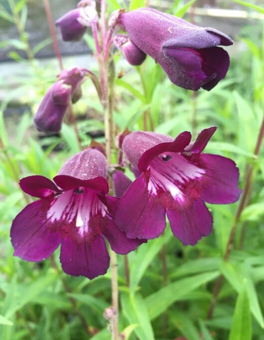 Penstemon 'Blackbird' 4" Pot