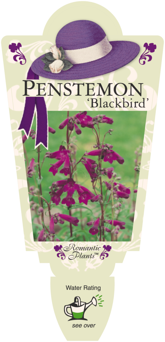 Penstemon 'Blackbird' 4" Pot