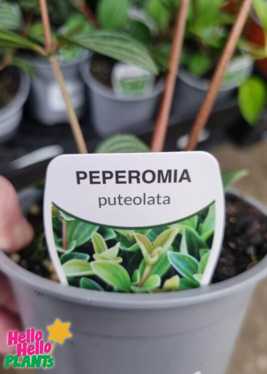 Peperomia puteolata parallel peperomia 5inch pot