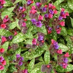 Pulmonaria 'Shrimps on the Barbie'