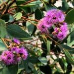 'Purple Leaf Mallee Box' (Port Lincoln Mallee)