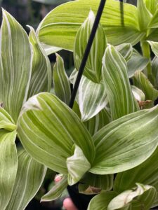 Tradescantia 'Quicksilver' Wandering Jew 5" Pot (Hanging Basket)