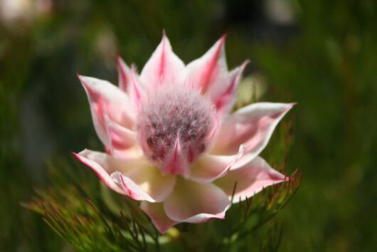Serruria 'Pretty n Pink' PBR 6" Pot