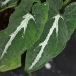 Syngonium podophyllum wendlandii green velvet