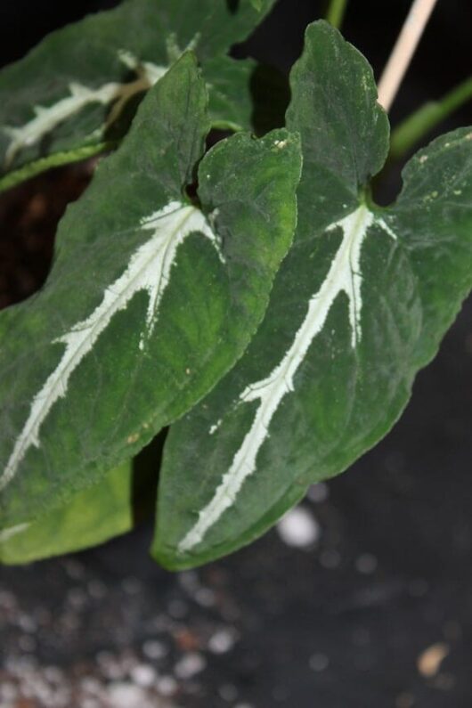 Syngonium podophyllum wendlandii green velvet