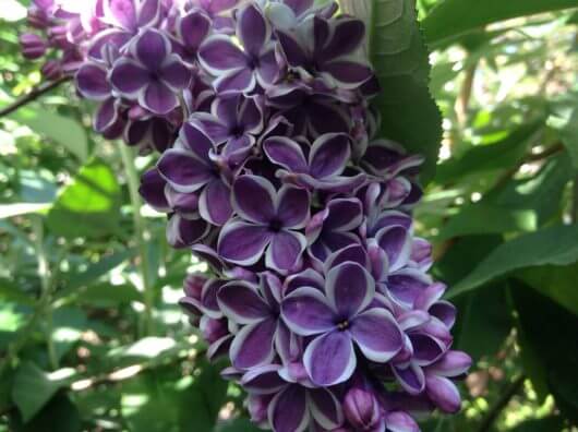 Syringa x hyacinthiflora Alice Eastwood Lilac Flowers