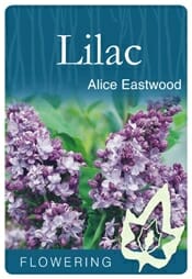 Syringa x hyacinthiflora Alice Eastwood Lilac