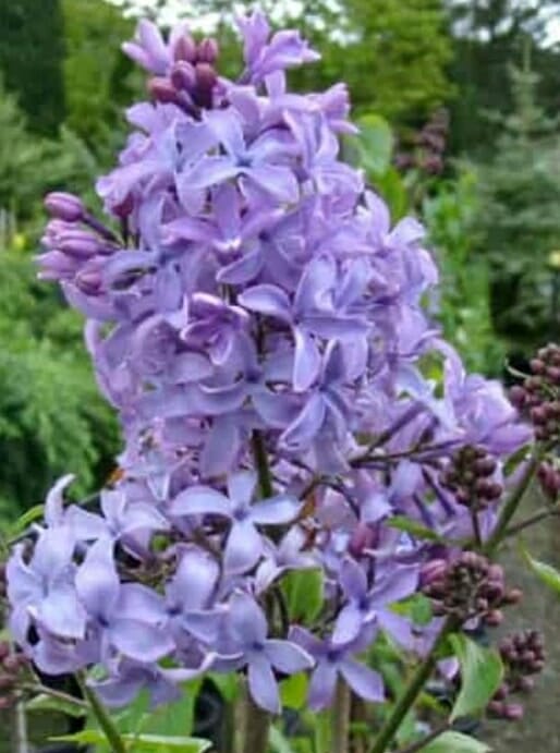 Syringa x hyacinthiflora Blue Hyacinth flower