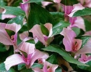 Tradescantia Blushing Bride