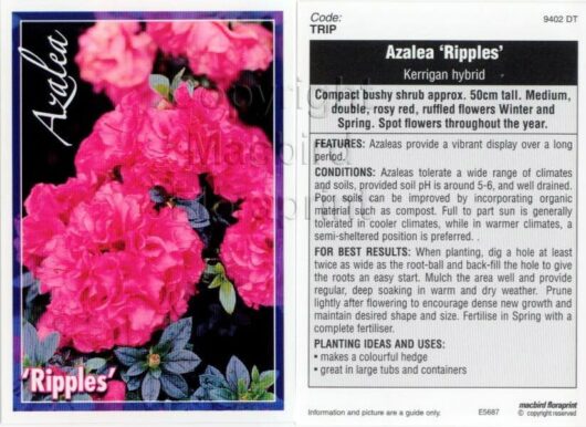 azalea kerrgian hybrid Ripples