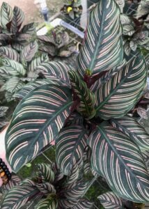 calathea ornata sanderiana pink pinstripe plant