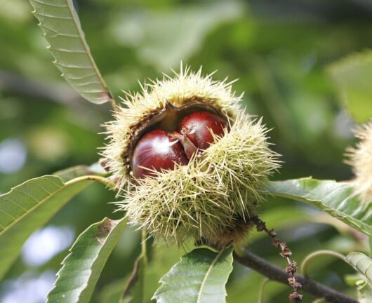 castanea sativa Chestnut Bouche de Betizac