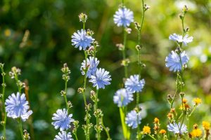 Chicory 4" Pot