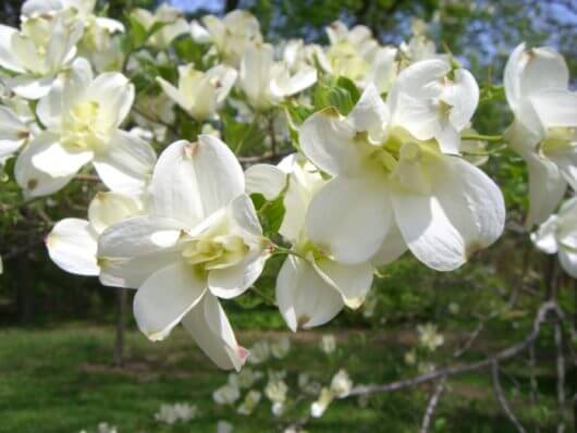 cornus florida alba white dogwood