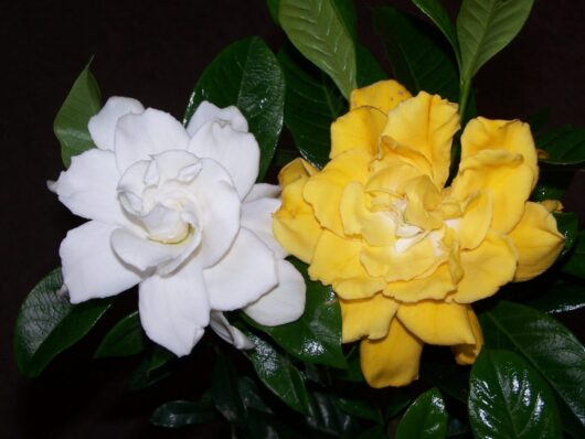 gardenia augusta white gold 1