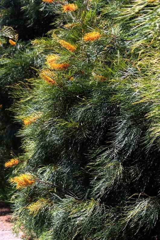 A Grevillea 'Honey Gem' 8" Pot, showcasing thin, needle-like green foliage and clusters of yellow-orange flowers in bloom.