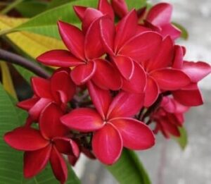 Beautiful red Frangipani,