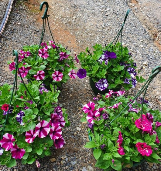 Petunia hybrid mixed colours and varieties in hanging pots with flowers blooming