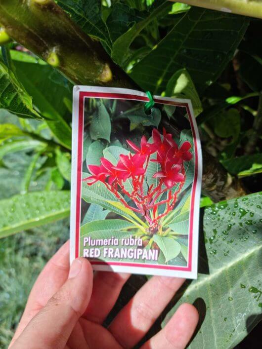 plumeria rubra red frangipani label