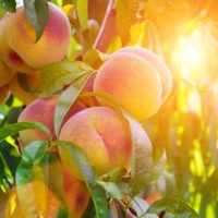 Prunus 'Goldmine' Nectarine 16" Pot