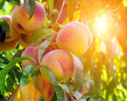 Prunus 'Goldmine' Nectarine