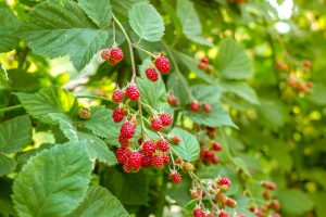 Rubus 'Chilcotin' Raspberry'