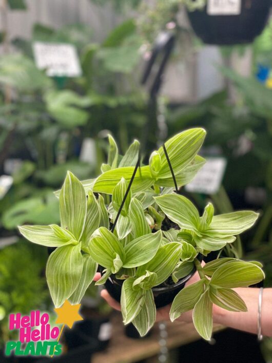 tradescantia quicksilver wandering jew hanging basket