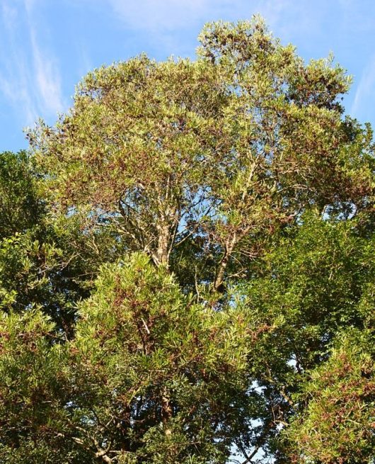 acacia melanoxylon blackwood acacia wattle large australian native tree
