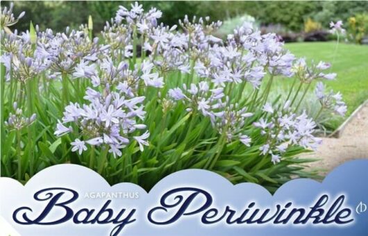 Agapanthus Baby Periwinkle
