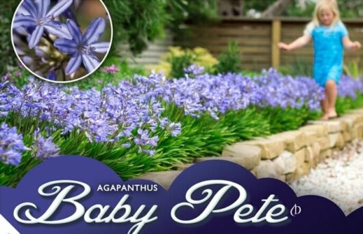 Agapanthus Baby Pete PBR Label