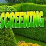 Blog Post Top 10 Screening Plants