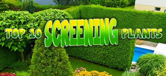 Top 10 Screening Plants!