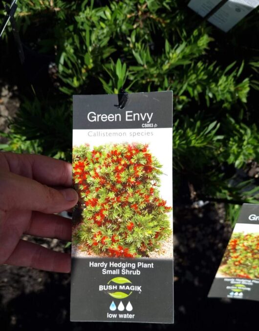 CALLISTEMON GREEN ENVY 2