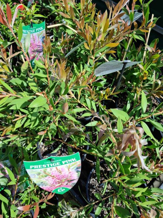 CALLISTEMON PRESTIGE PINK 2