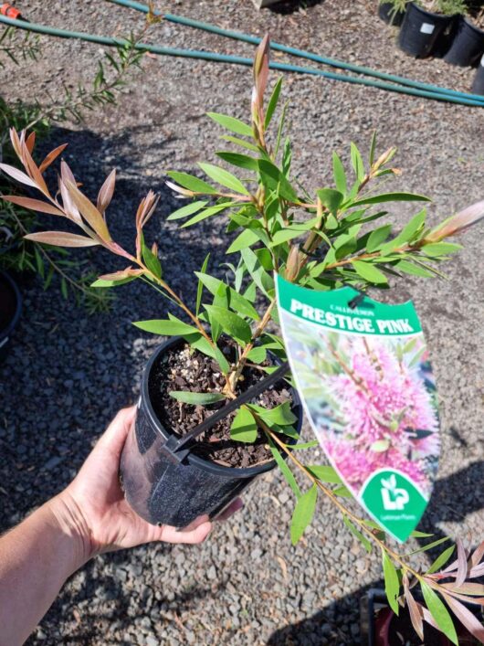 CALLISTEMON PRESTIGE PINK 3