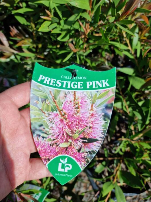 CALLISTEMON PRESTIGE PINK