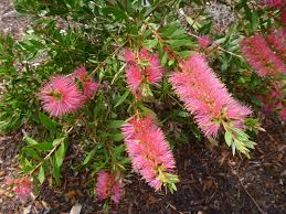 CALLISTEMON PRESTIGE PINK flower