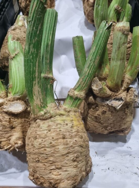 CELERIAC