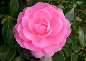 Camellia 'E G Waterhouse' Camellia japonica