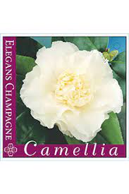 Camellia 'Elegans Champagne' Camellia japonica