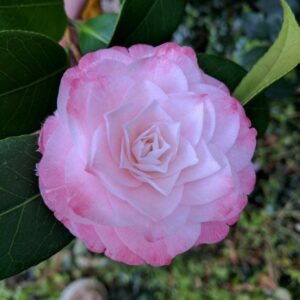 Camellia 'Grace Albritton' Camellia japonica 1
