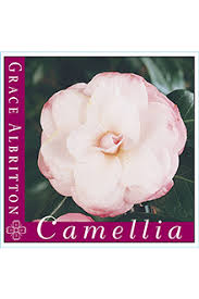 Camellia 'Grace Albritton' Camellia japonica