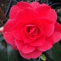 Camellia 'Great Eastern' Camellia japonica 1