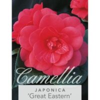 Camellia 'Great Eastern' Camellia japonica