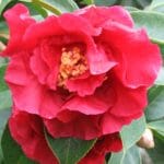 Camellia 'Odoratissima' Camellia japonica 1