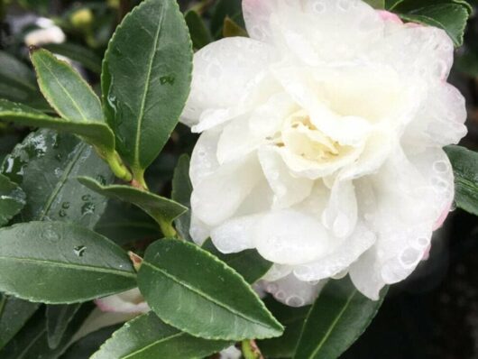 Camellia 'Paradise