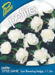 Camellia 'Paradise ® Little Liane' Camellia sasanqua