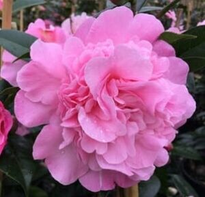 Camellia 'Paradise