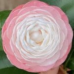Camellia japonica Desire 1