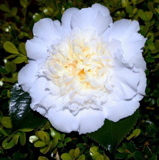 Camellia japonica 'Elegans Champagne'